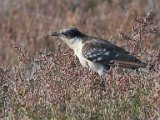Great Spotted Cuckoo